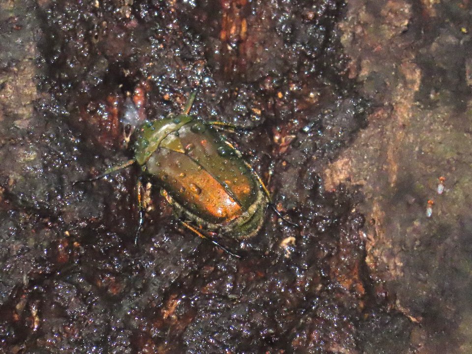 小山内裏公園240712カナブン