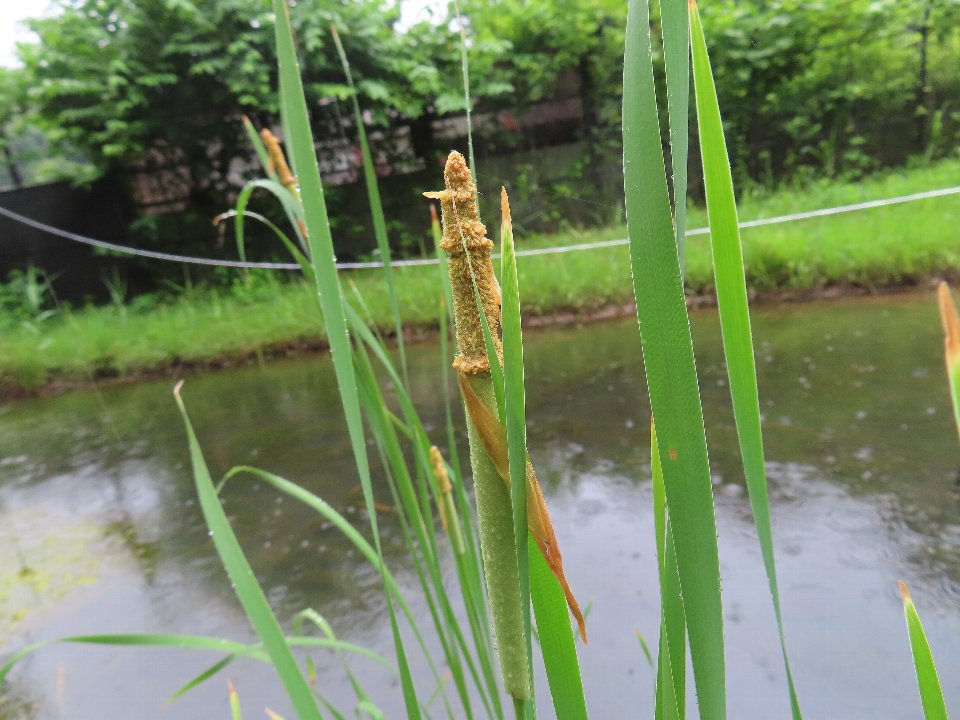 小山内裏公園240712コガマ (1)