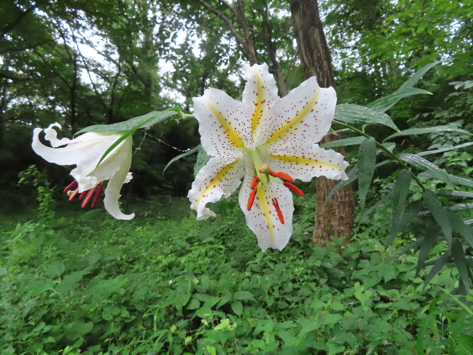 小山内裏公園240712ヤマユリ (1)