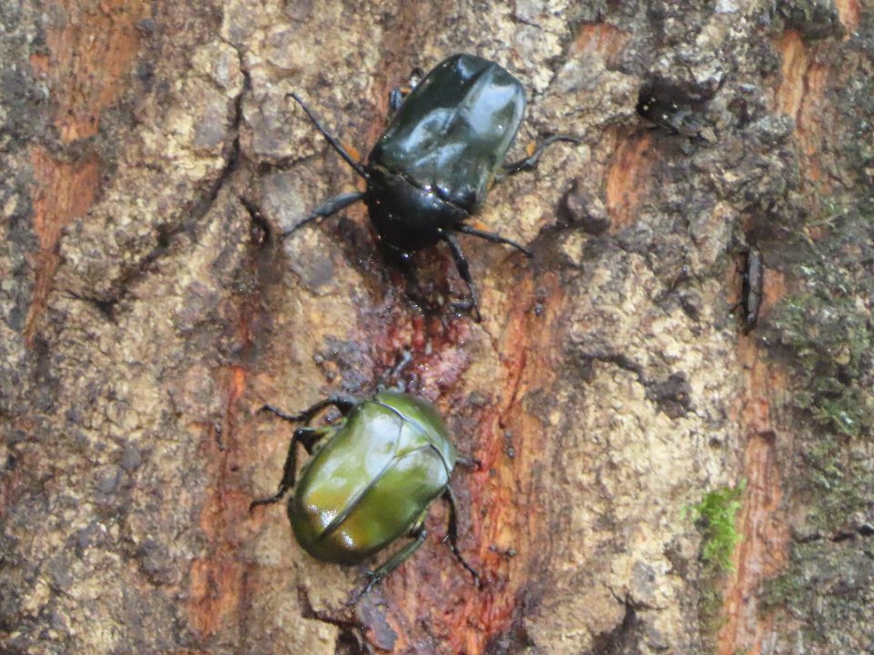 小山内裏公園240721カナブン、クロカナブン