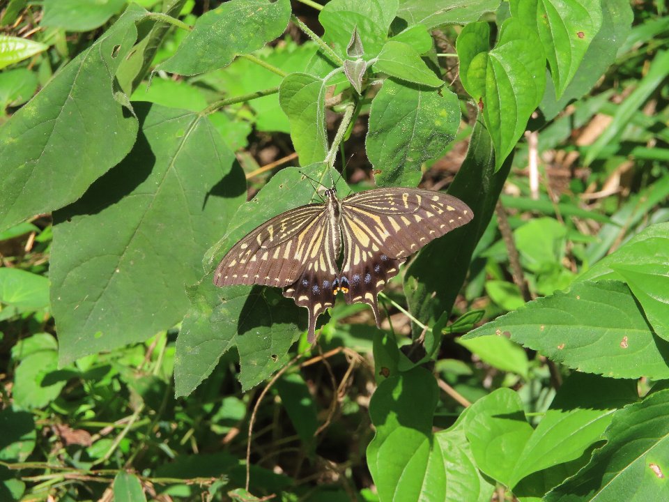 小山内裏公園240726アゲハチョウ