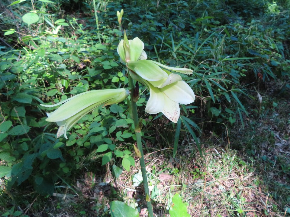 小山内裏公園240726ウバユリ (1)