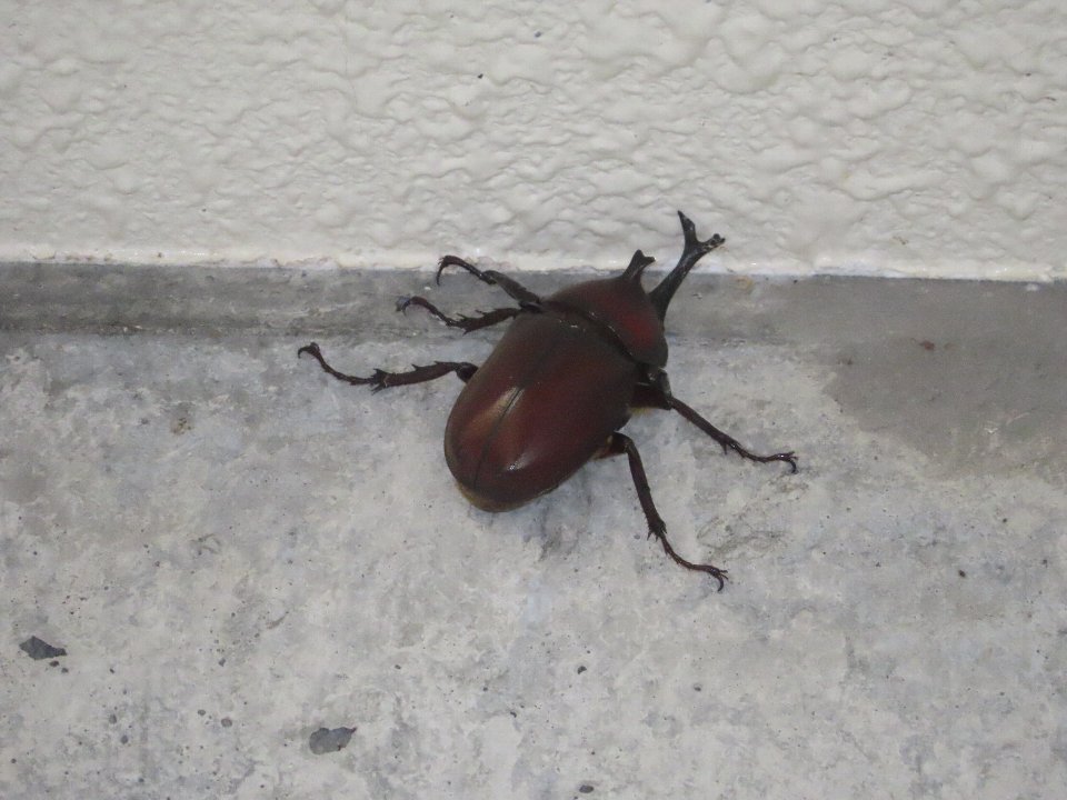 小山内裏公園240726カブトムシ