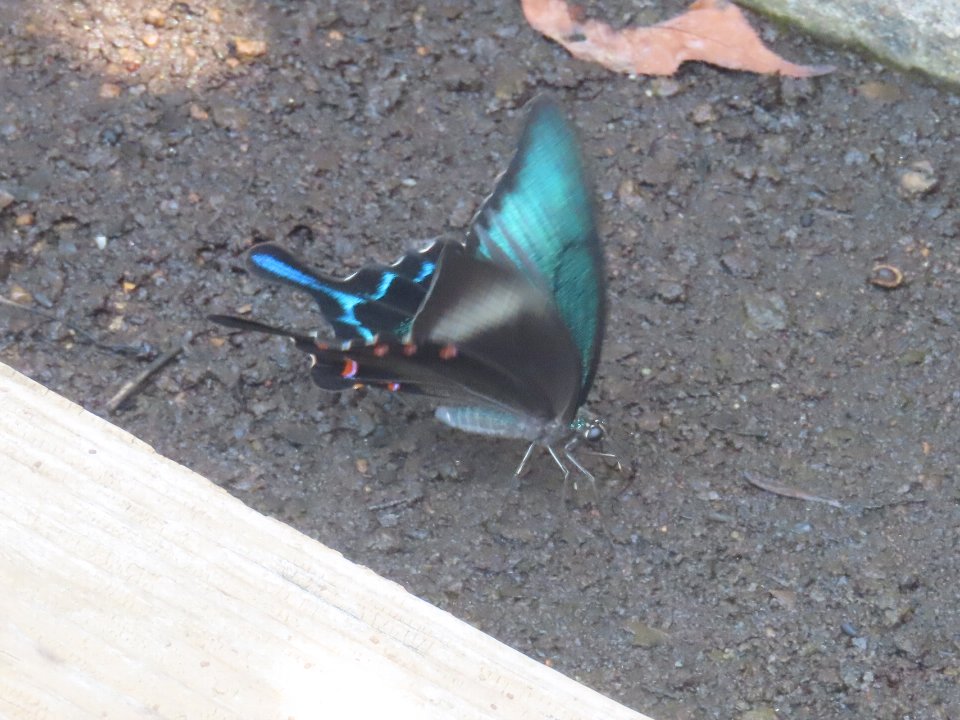 小山内裏公園240726カラスアゲハ