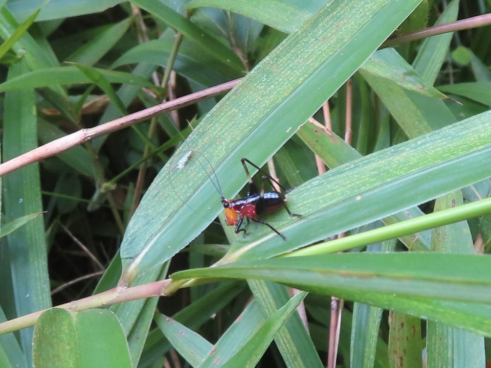 小山内裏公園240726ササキリ幼虫