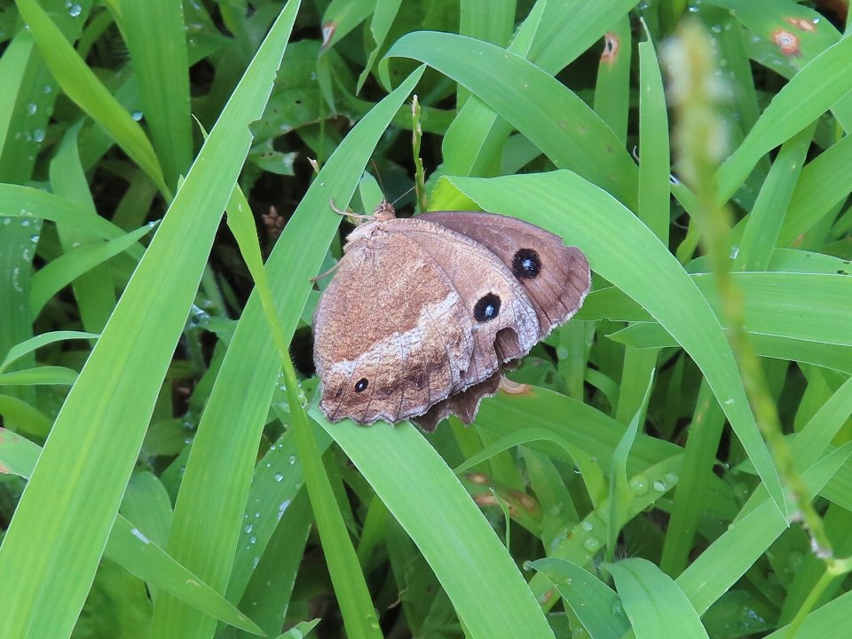 小山内裏公園240726ジャノメチョウ