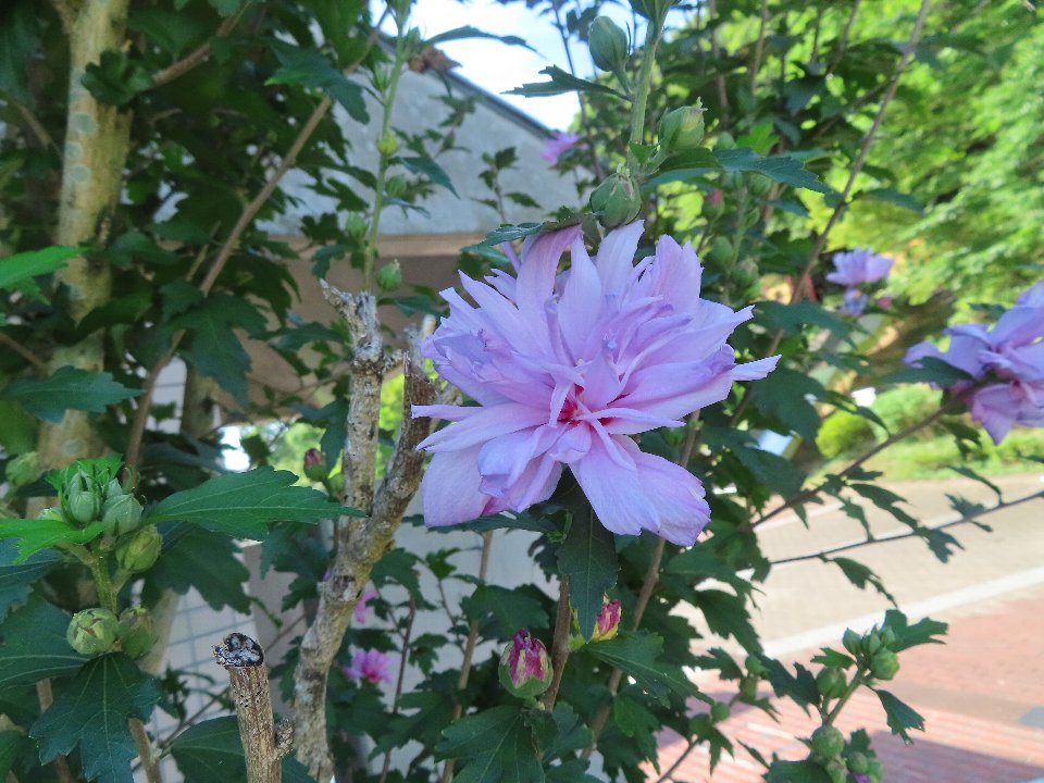 小山内裏公園240726ムクゲ (1)