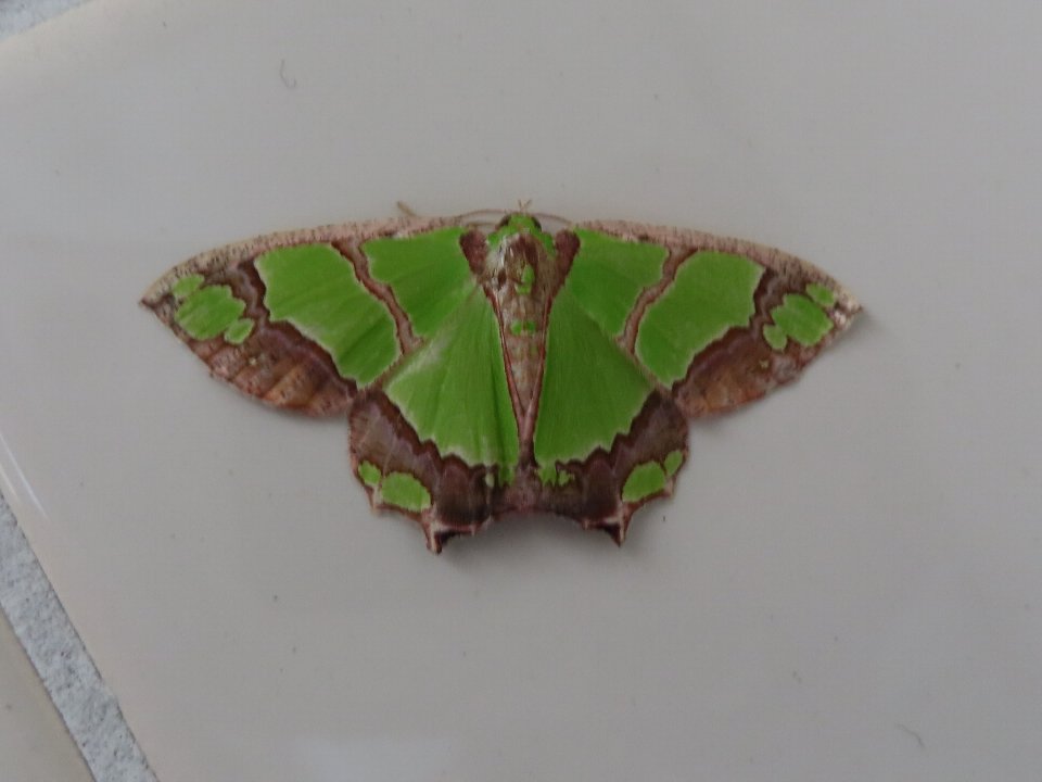 小山内裏公園240804アシブトチズモンアオシャク