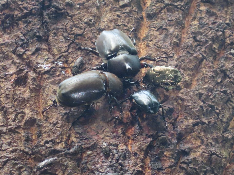 小山内裏公園240804カブトムシ他