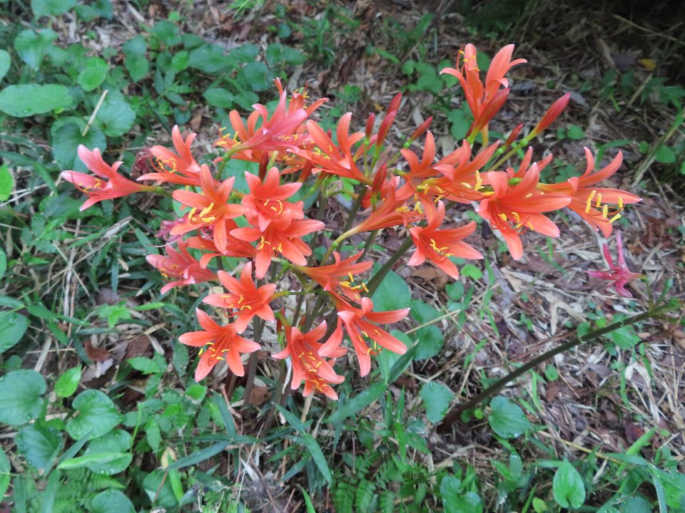 小山内裏公園240804キツネノカミソリ (1)