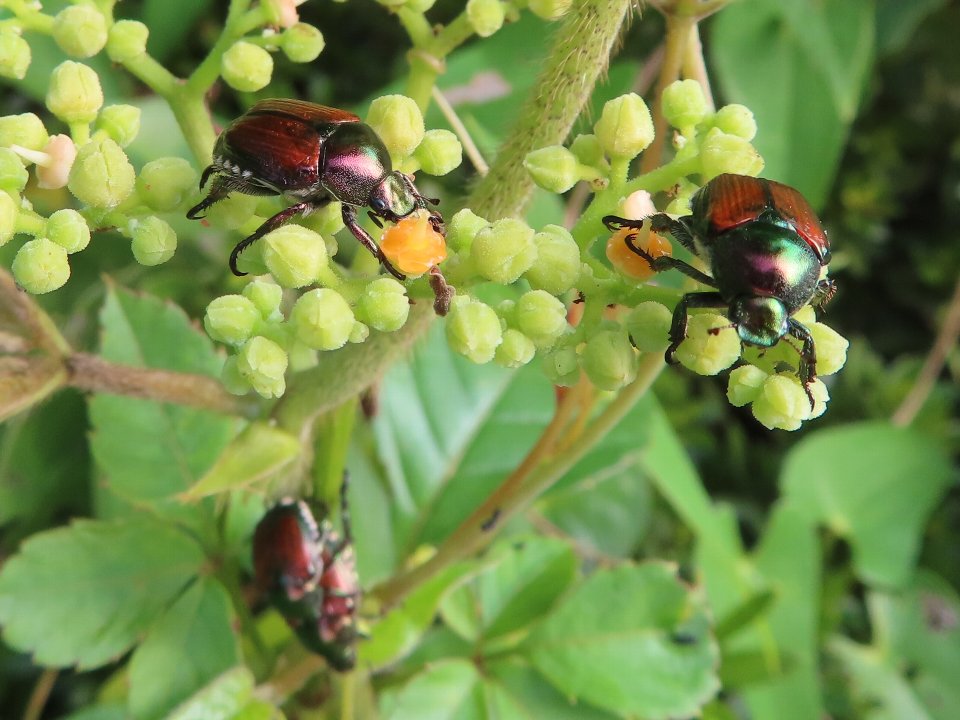 小山内裏公園240804マメコガネ
