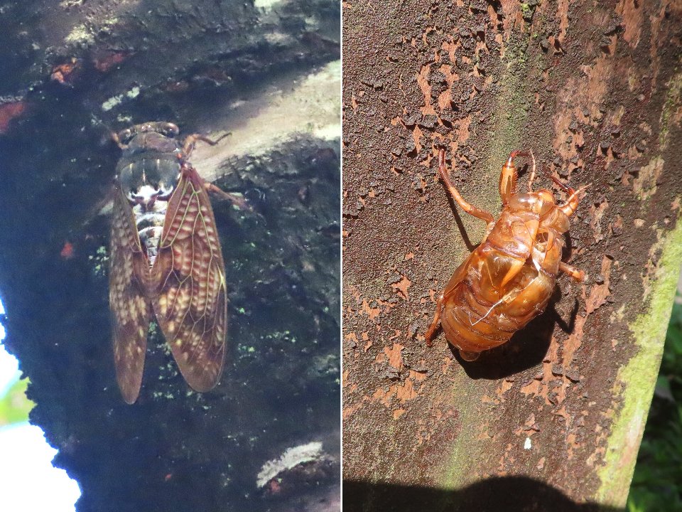 小山内裏公園240810アブラゼミと抜け殻