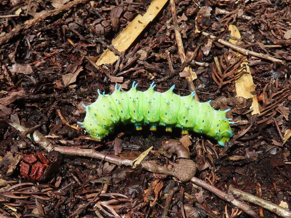 小山内裏公園240810シンジュサン幼虫