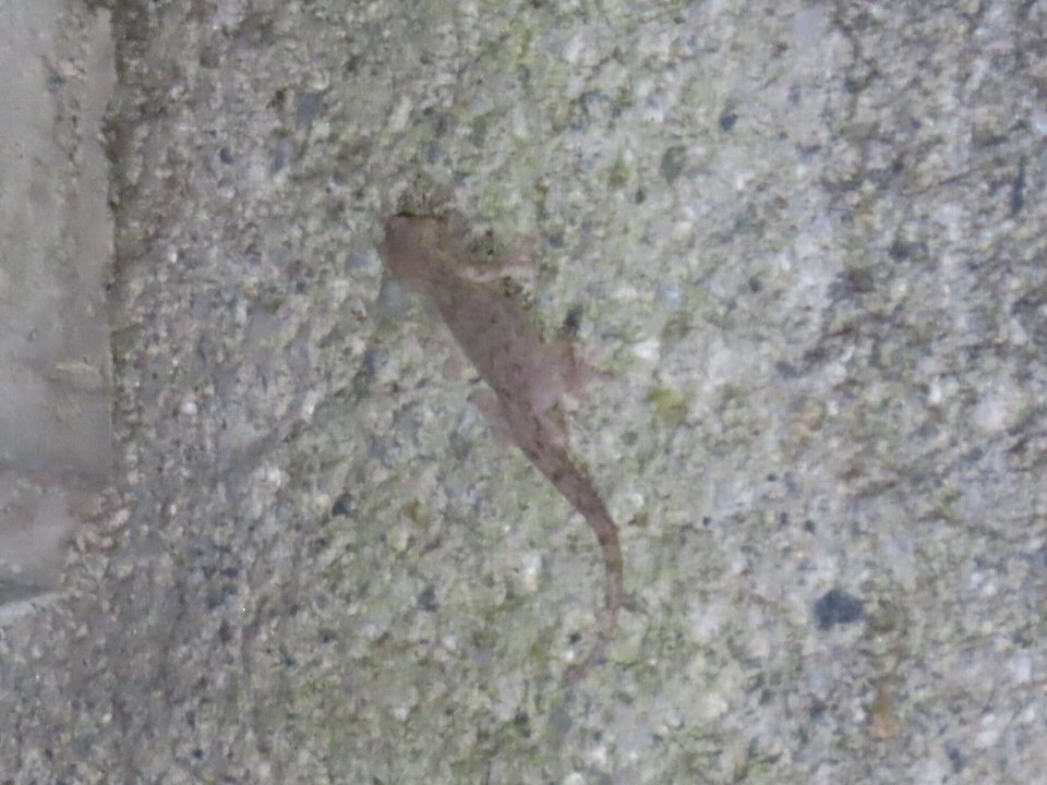 小山内裏公園240817ニホンヤモリ成体