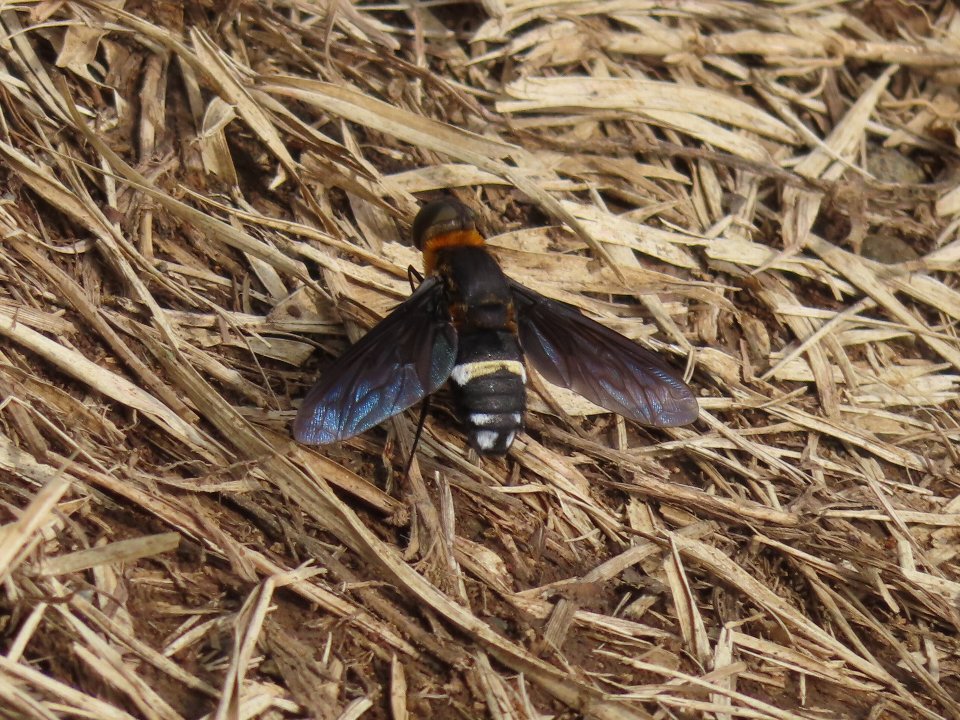 小山内裏公園240818クロバネツリアブ