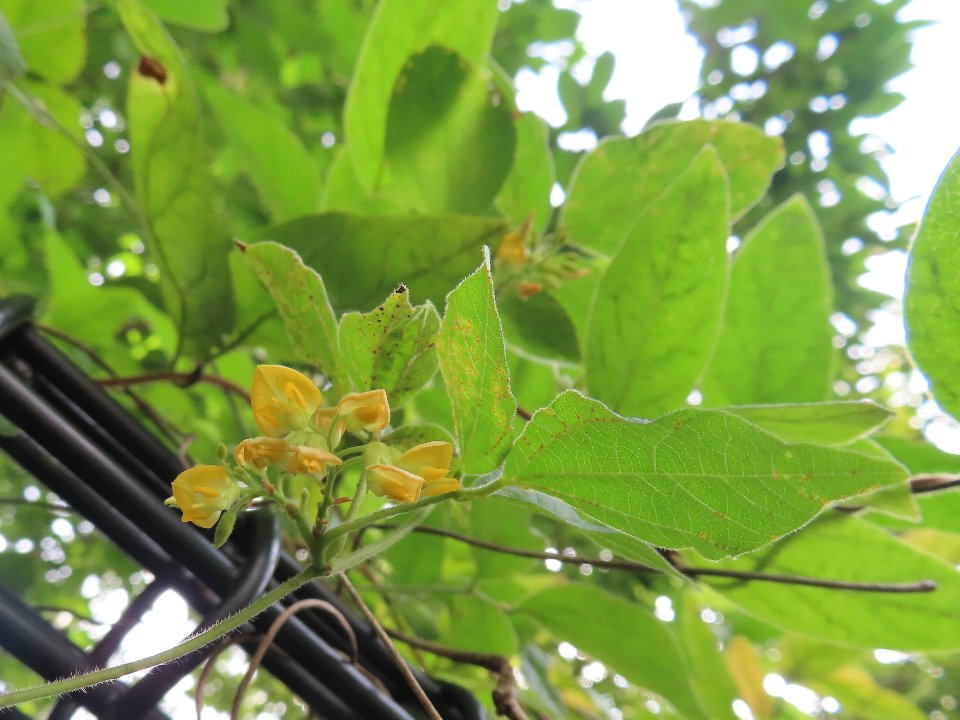 小山内裏公園240818トキリマメ (1)