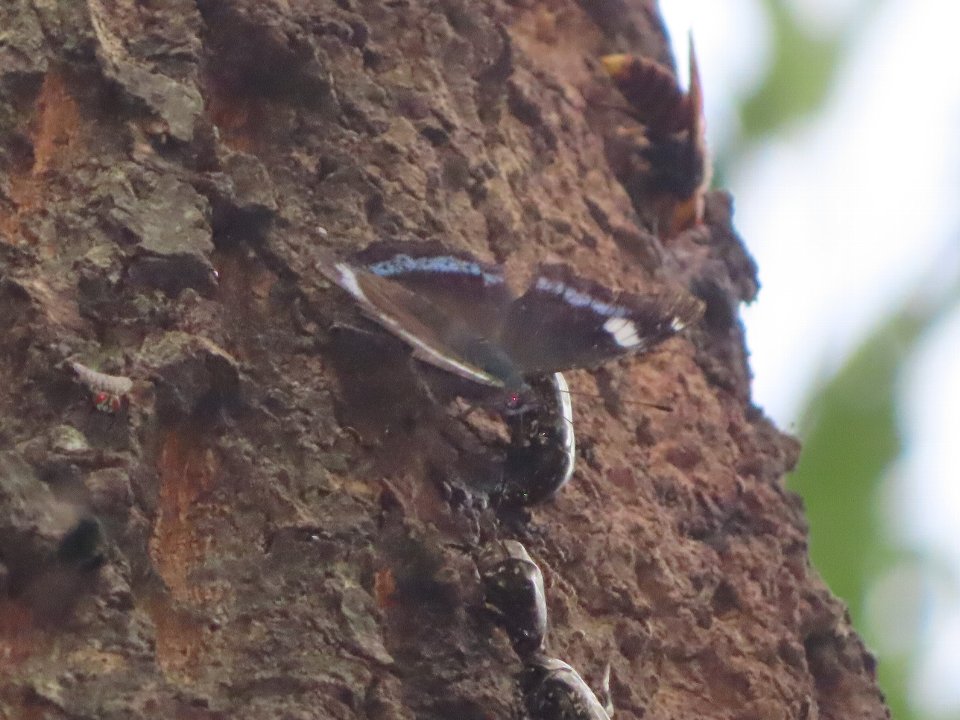 小山内裏公園240818ルリタテハ他