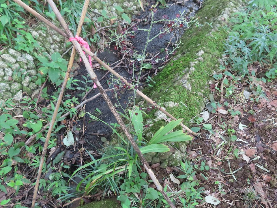 小山内裏公園240824ホソバシュロソウ (2)