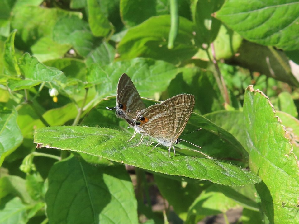 小山内裏公園240911ウラナミシジミ
