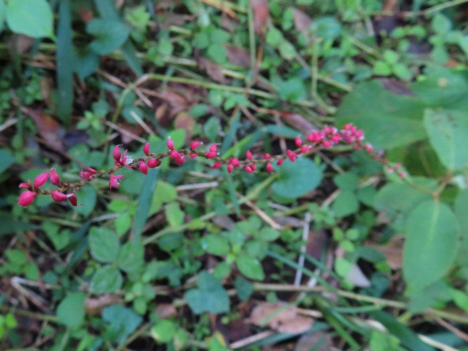 小山内裏公園240911ミズヒキ (1)