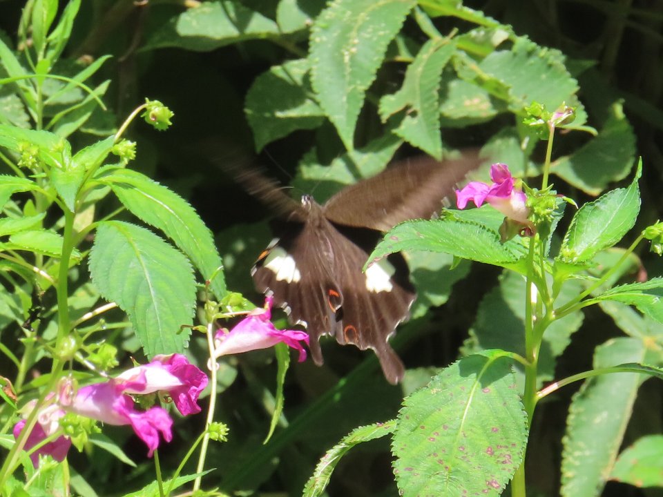小山内裏公園240911モンキアゲハ