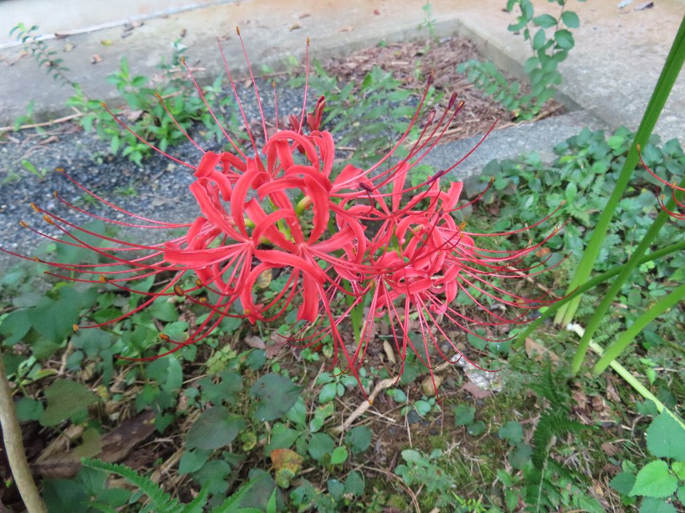 小山内裏公園240921ヒガンバナ (1)