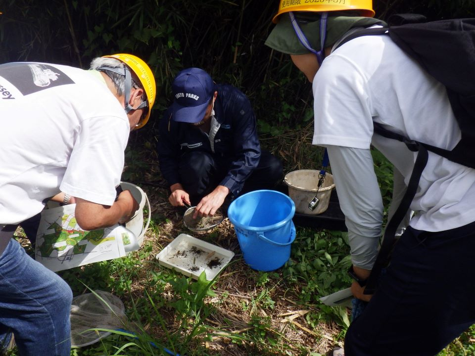 小山内裏公園240921ビオトープの水生生物観察