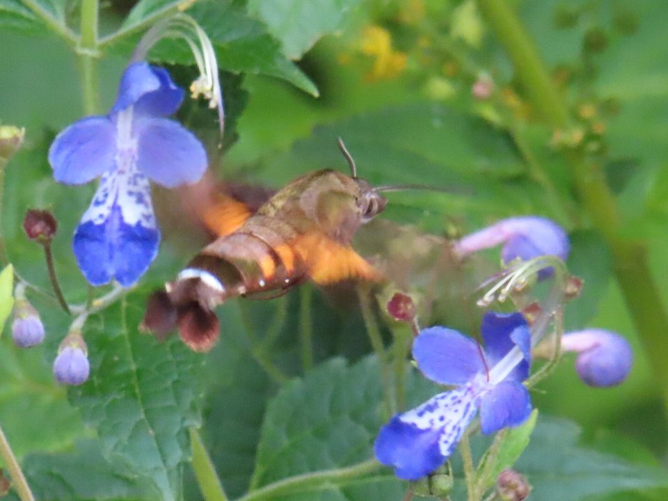 ニュースレター240927昆虫