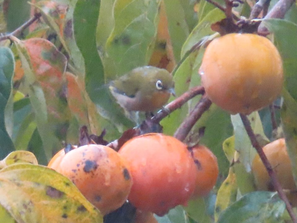 小山内裏公園241005メジロ