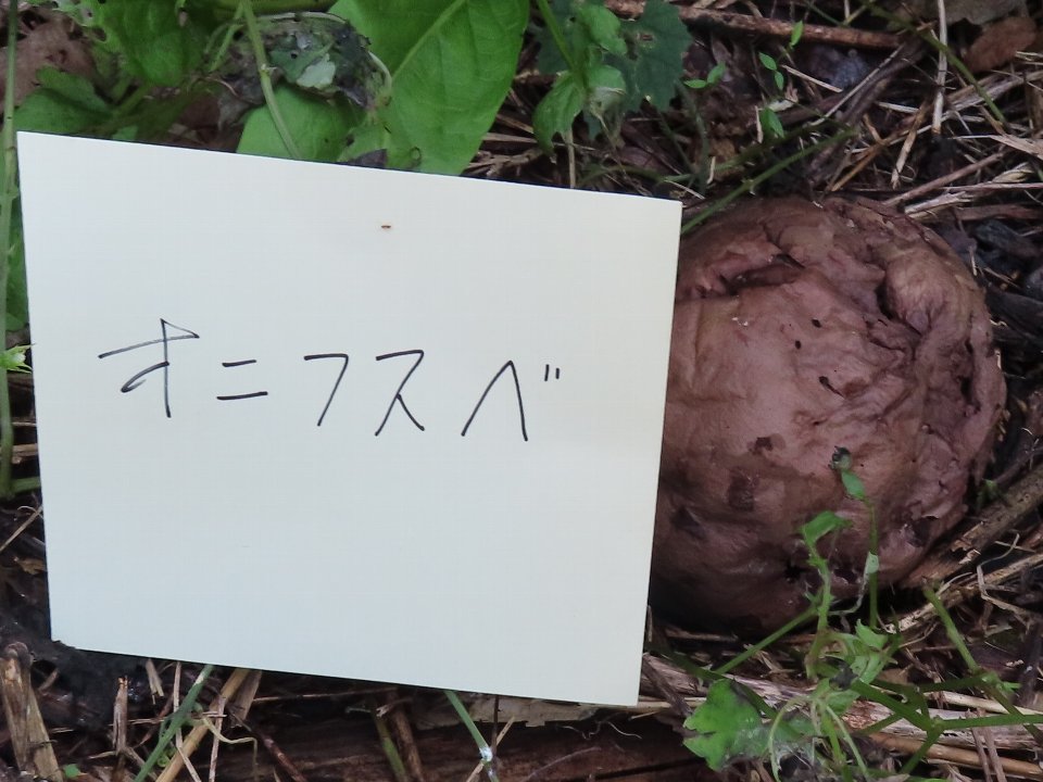 小山内裏公園241013オニフスベ