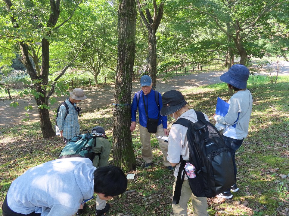 小山内裏公園241013キノコウォッチング (28)