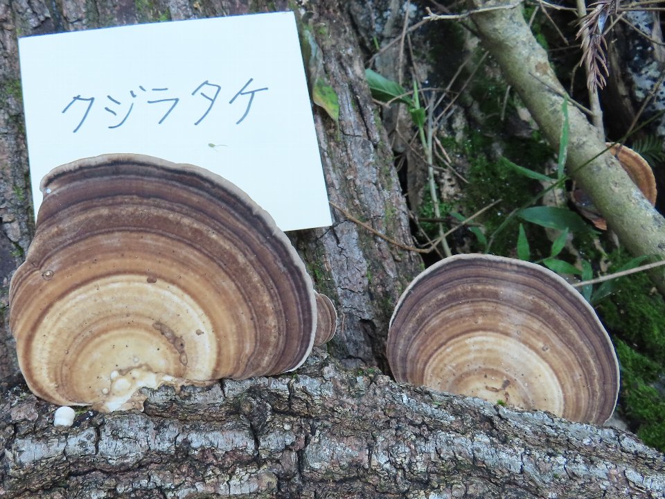 小山内裏公園241013クジラタケ