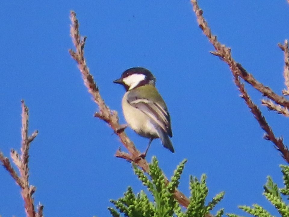 小山内裏公園241013シジュウカラ