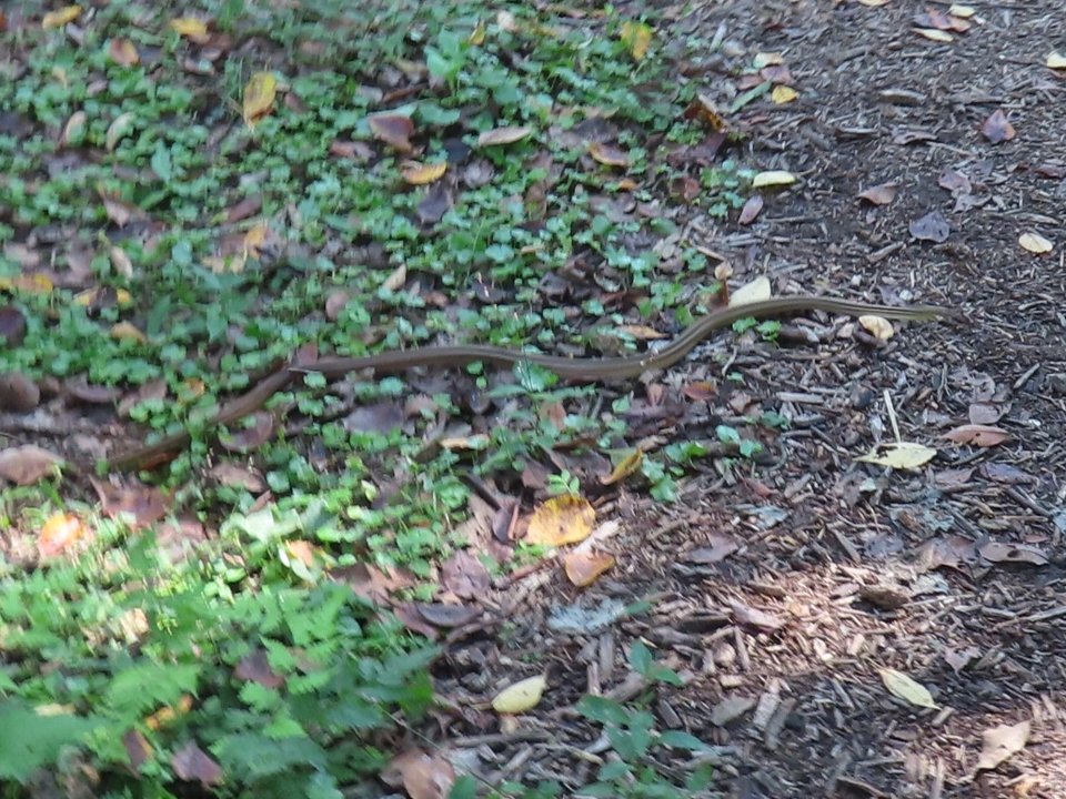 小山内裏公園241013シマヘビ