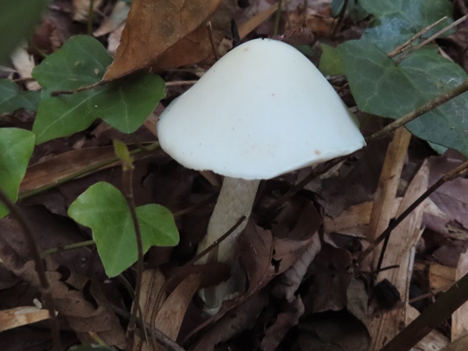 小山内裏公園241013ニオイドクツルタケ