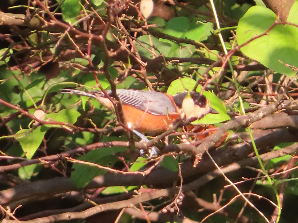 小山内裏公園241013ヤマガラ (1)
