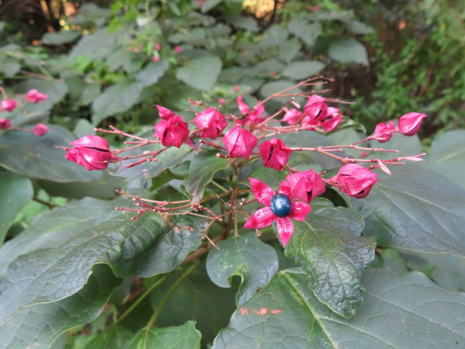 小山内裏公園241021クサギ (1)