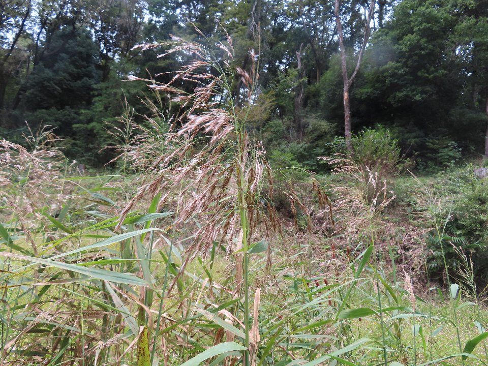 小山内裏公園241021ヨシ (1)