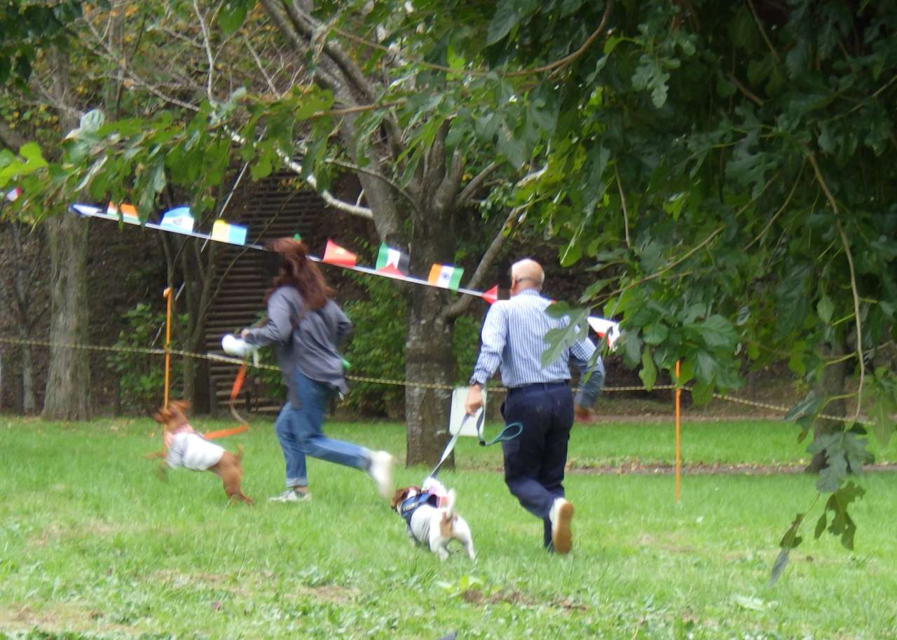 小山内裏公園241027わんわん運動会 (205)