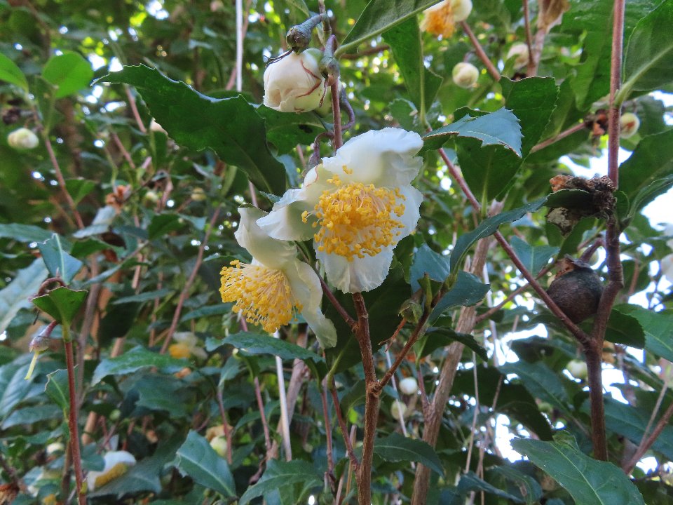 小山内裏公園241105チャノキ (1)