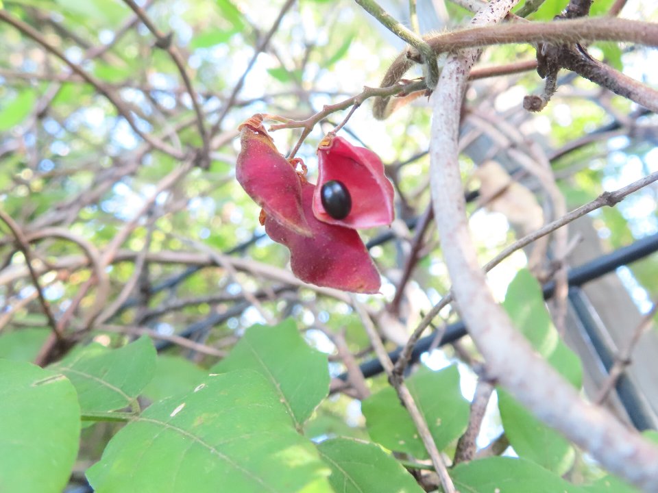 小山内裏公園241109トキリマメ (1)