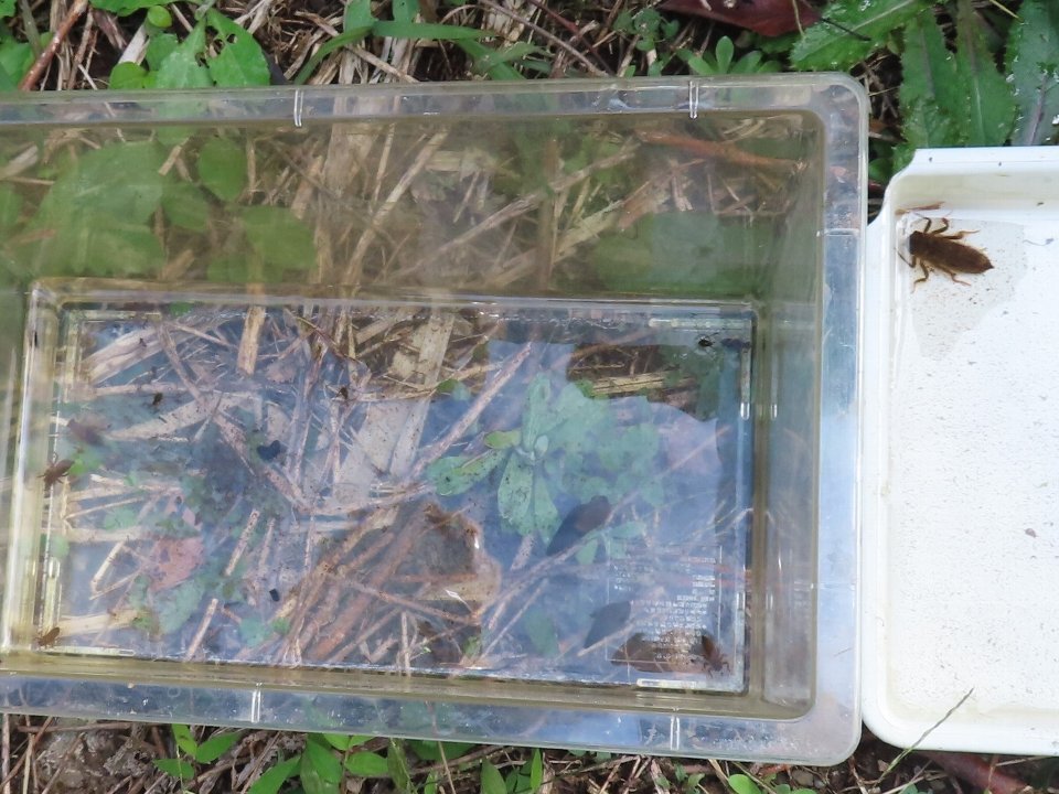小山内裏公園241109津島谷戸の水生生物