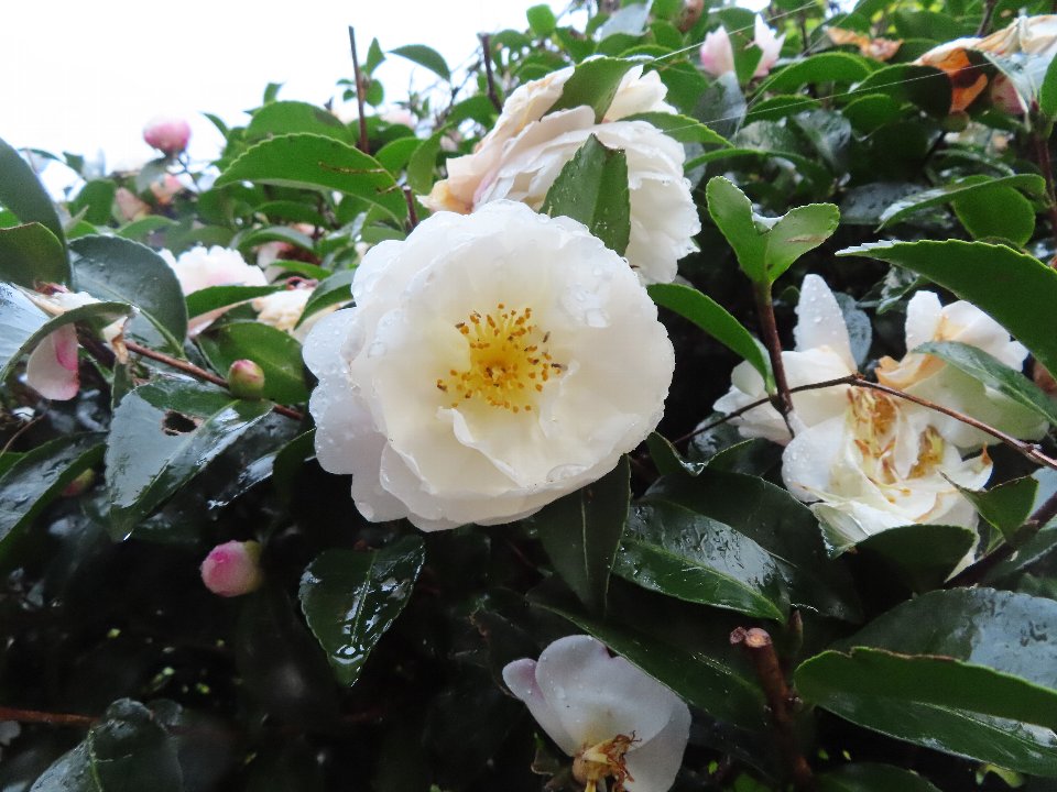 小山内裏公園241118サザンカ (1)