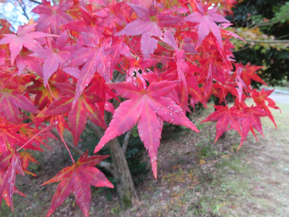 小山内裏公園241123イロハモミジ (1)