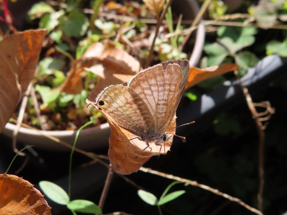 小山内裏公園241123ウラナミシジミ