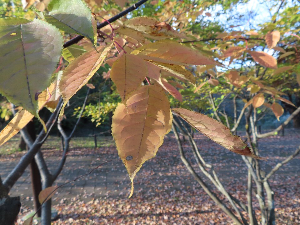 小山内裏公園241123ウワミズザクラ (1)