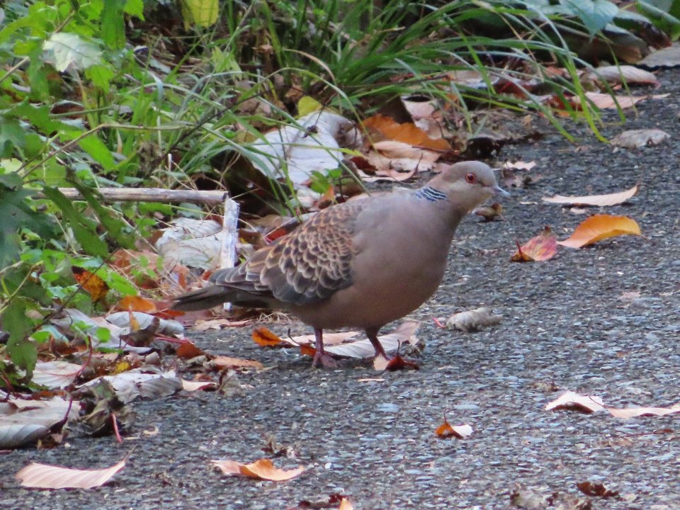小山内裏公園241123キジバト