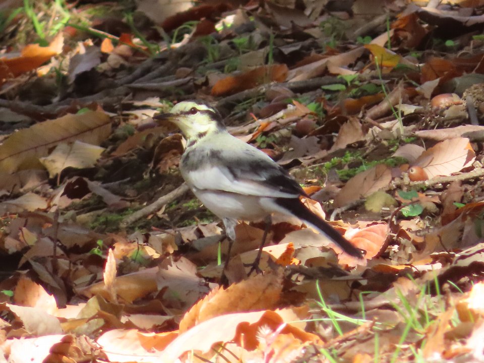小山内裏公園241123ハクセキレイ