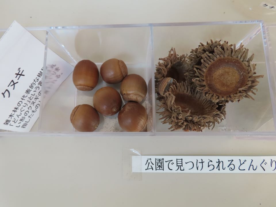 小山内裏公園241203クヌギのどんぐり