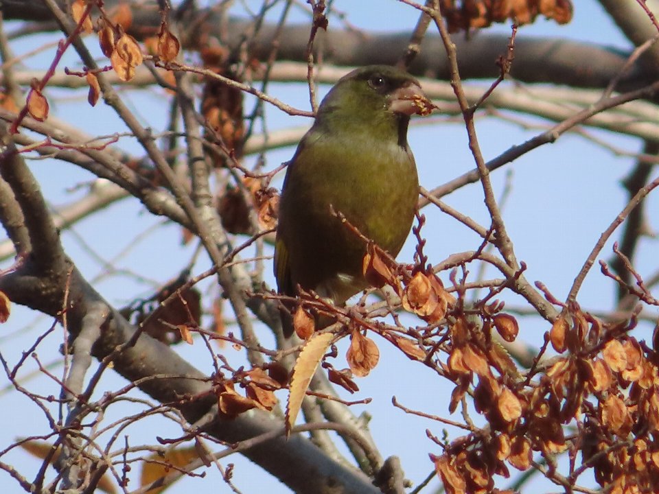 小山内裏公園241204カワラヒワ (1)